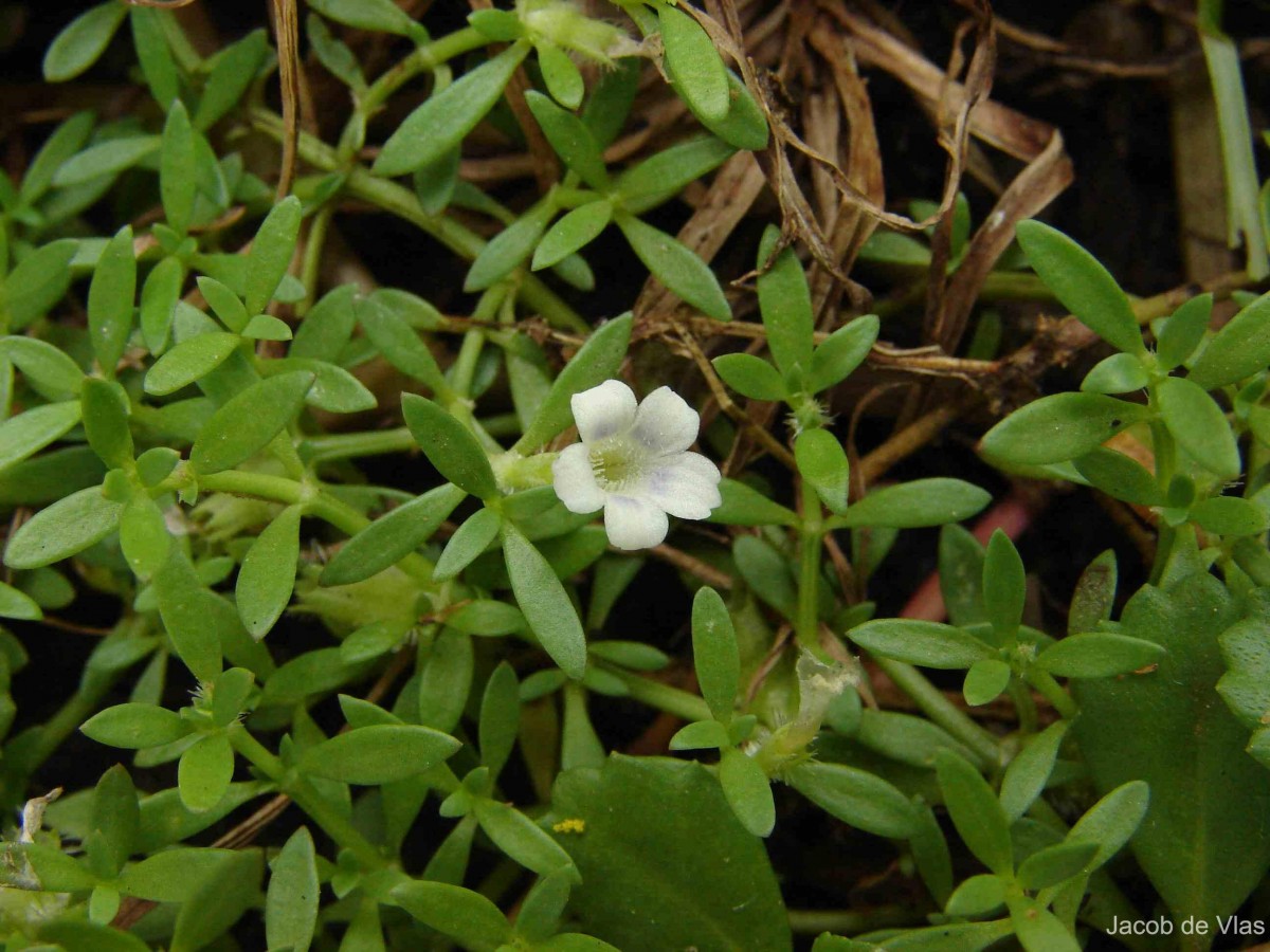 Dentella repens (L.) J.R.Forst. & G.Forst.